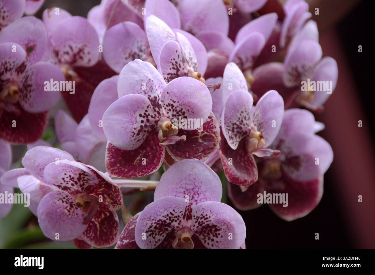 Primo piano di una vivace orchidea viola in piena fioritura, originaria della Thailandia, che mostra delicati petali e intricati dettagli naturali Foto Stock