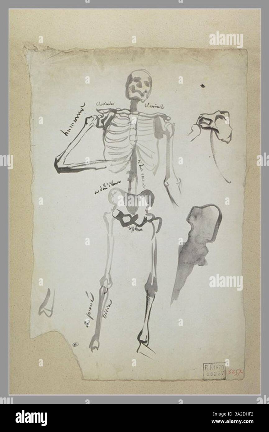 Questa opera d'arte presenta una figura scheletrica, concentrandosi sulla struttura anatomica e sulla forma dello scheletro umano. Foto Stock