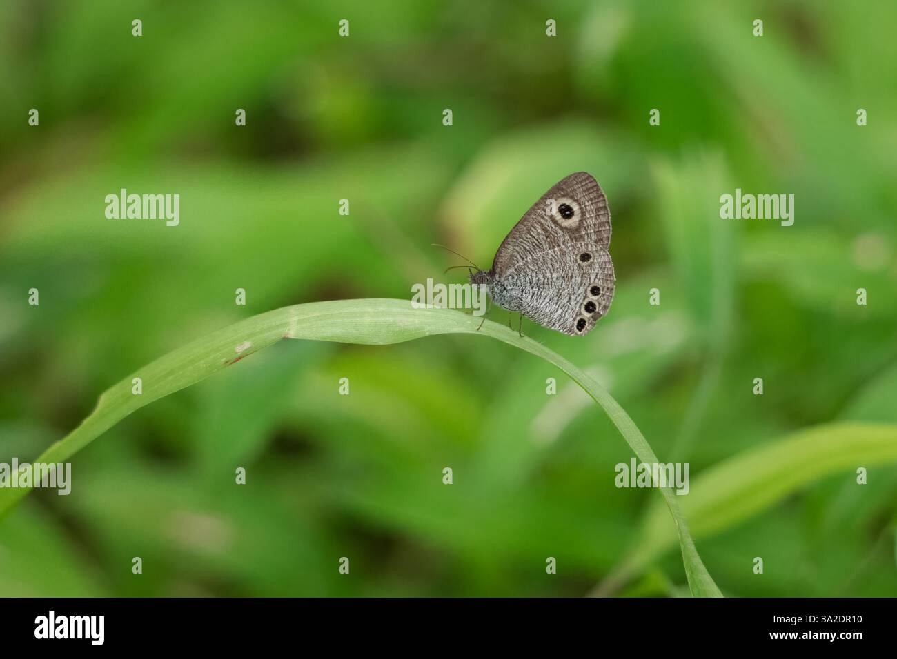 Una piccola e bella farfalla comune a cinque anelli (Ypthima baldus) che riposa su una lunga foglia nel giardino di Mangaluru, Karnataka in India. Foto Stock
