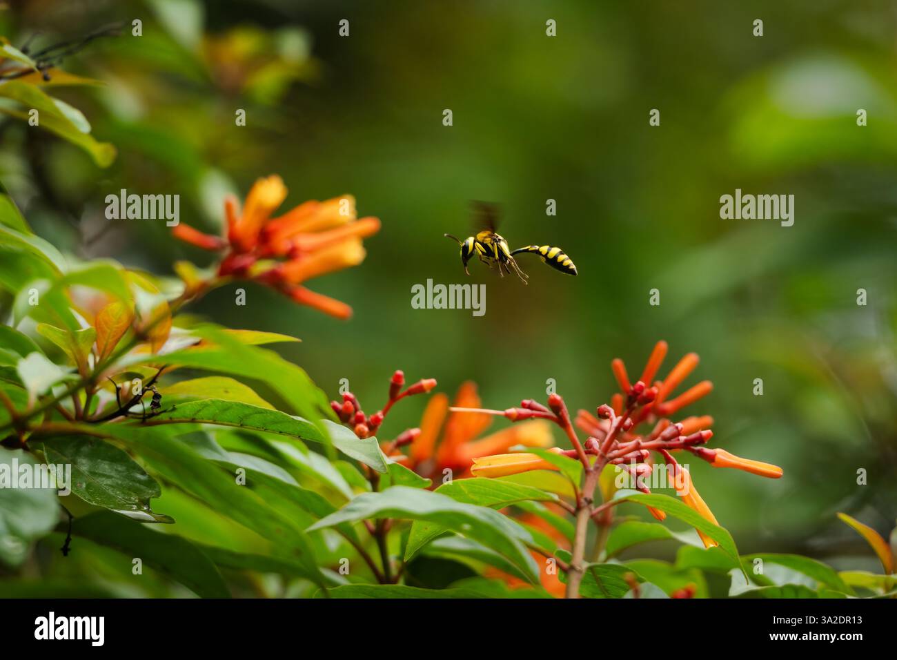 Una vespa gialla e nera (Phimenes flavopictum) a metà volo in movimento e volando verso i fiori di arbusto nel giardino in India. Foto Stock