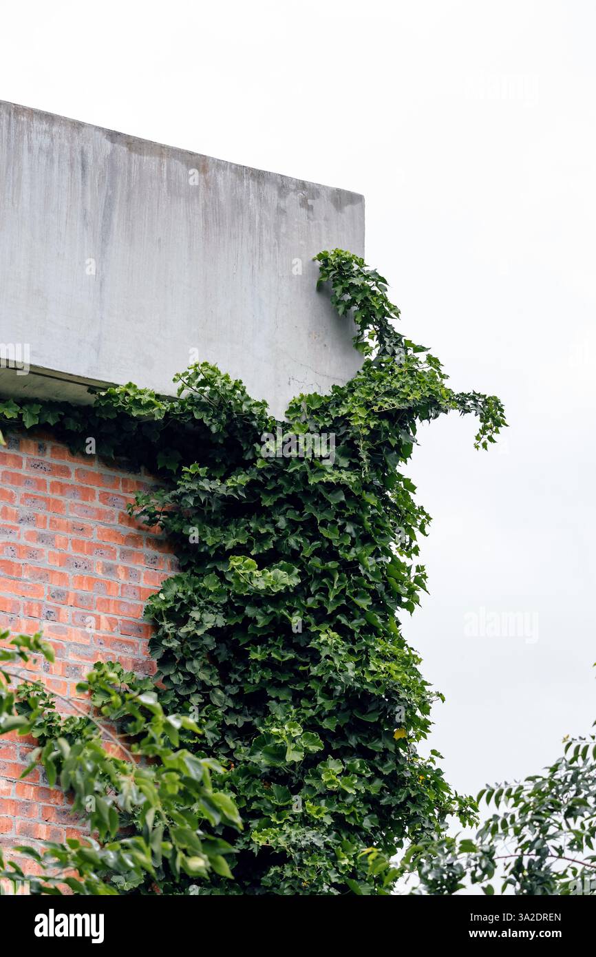 Un frammento di edificio in mattoni è avvolto da un denso strato di edera verdeggiante. lussureggiante vegetazione sale il muro e le cascate sul bordo del cemento Foto Stock