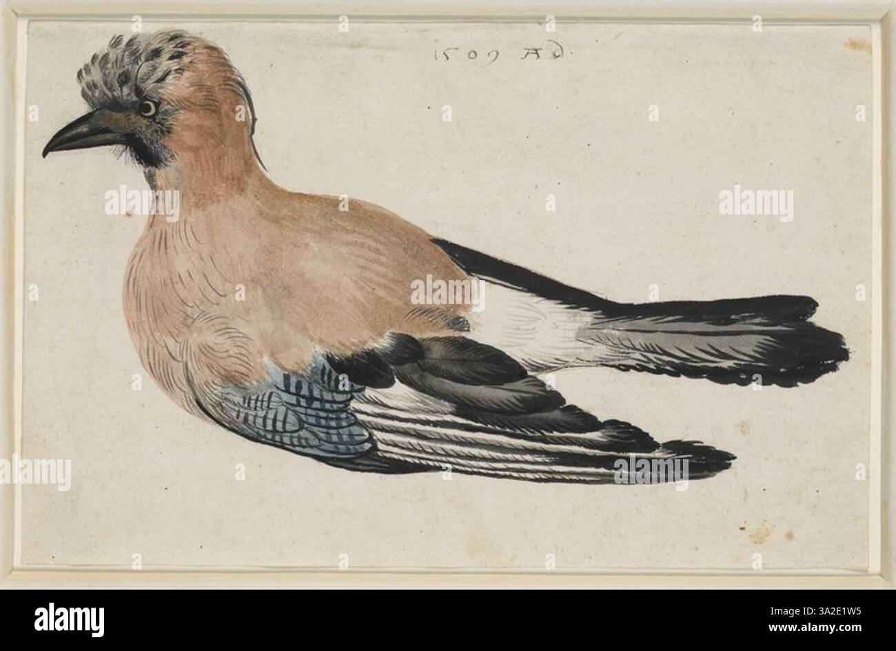 Questo disegno di Albrecht Dürer raffigura un uccello noto come lo schiaccianoci. La rappresentazione dettagliata enfatizza le caratteristiche distintive dell'uccello, tra cui il becco e il piumaggio. Foto Stock Questo disegno di Albrecht Dürer raffigura un uccello noto come lo schiaccianoci. La rappresentazione dettagliata enfatizza le caratteristiche distintive dell'uccello, tra cui il becco e il piumaggio. Foto Stock
