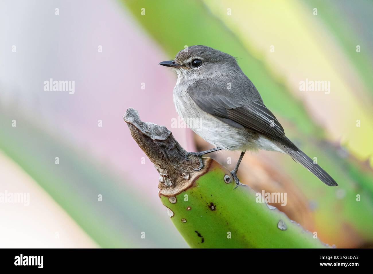 African Dusky Flycatcher, Dusky Flycatcher, Dusky Alseonax, flycatcher marrone scuro (Muscicapa adusta), appollaiato su una pianta di aloe, vista laterale, AFR meridionale Foto Stock