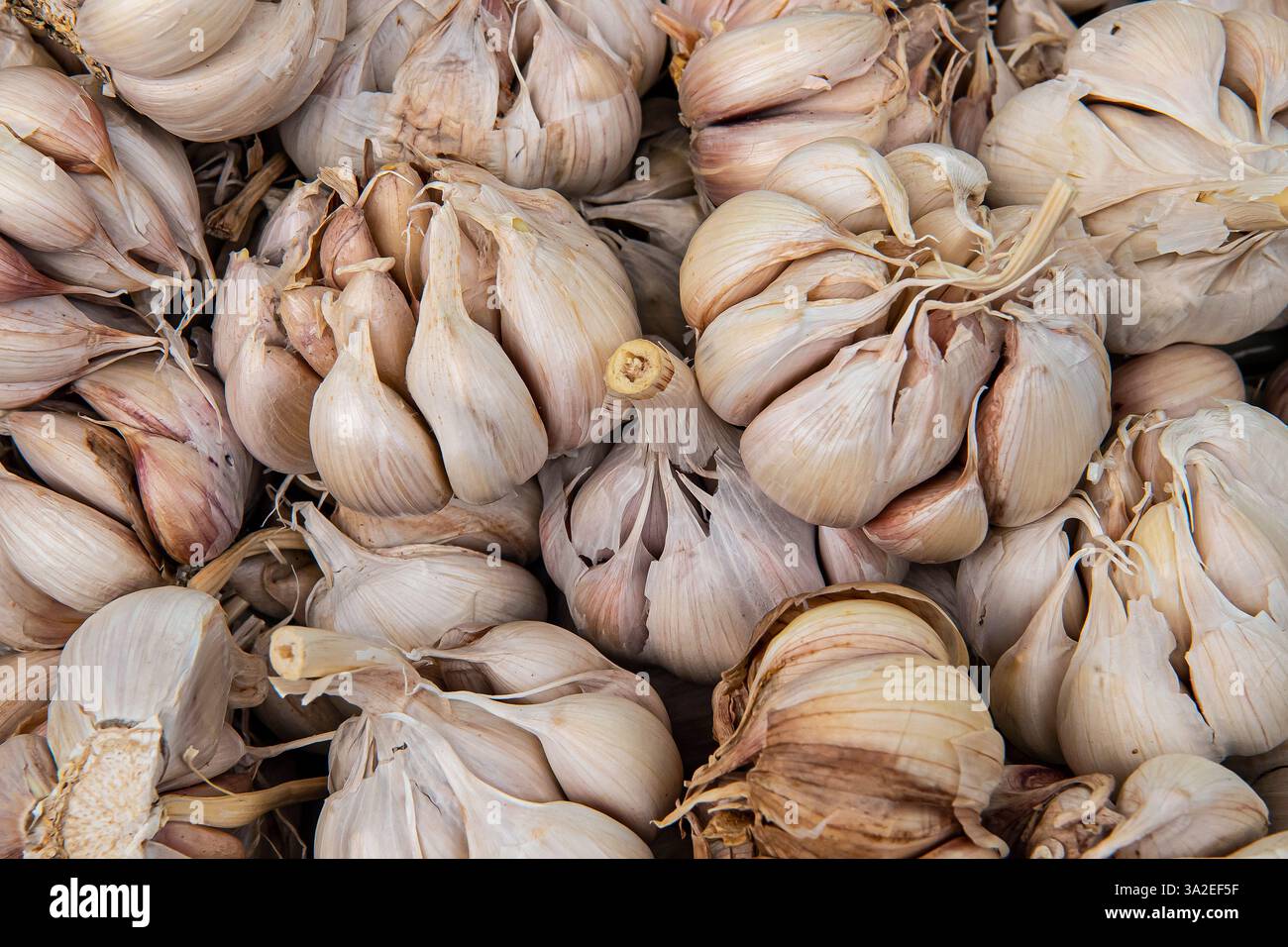 Aglio comune (Allium sativum), aglio in vendita sul mercato nel mercato del Mercado dos Lavradores, Portogallo, Madeira, Funchal Foto Stock