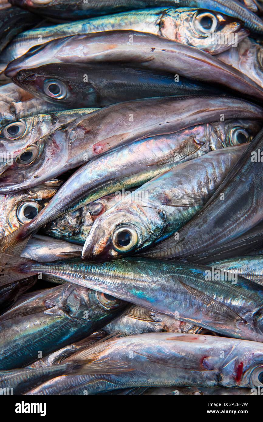 Sardine europea, sardine, pilchard, pilchard europeo (Sardina pilchardus), sardine appena pescate nella sala del pesce, Mercado dos Lavradores Market h Foto Stock