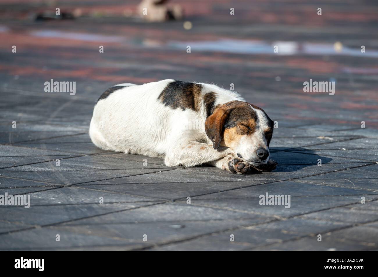 Un cane si gode un tranquillo pisolino sul caldo marciapiede di Marrakech sotto il sole. Foto Stock