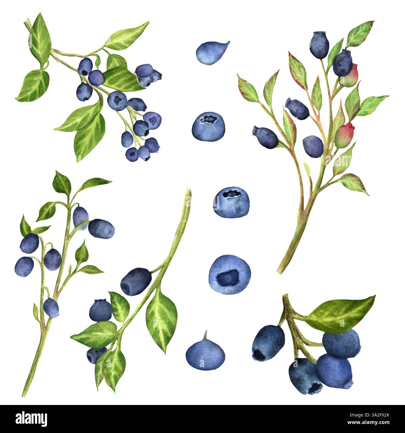 Un fascio di ramoscelli di mirtilli, bacche blu separate e foglie verdi. Clipart della foresta. Immagini isolate. Illustrazioni ad acquerello disegnate a mano. Foto Stock Un fascio di ramoscelli di mirtilli, bacche blu separate e foglie verdi. Clipart della foresta. Immagini isolate. Illustrazioni ad acquerello disegnate a mano. Foto Stock