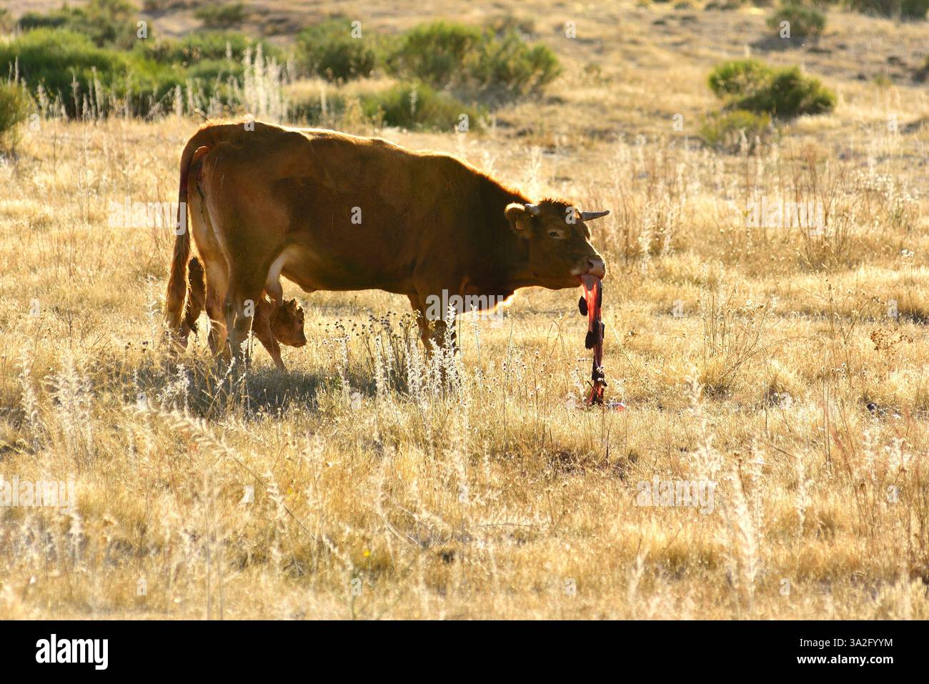 Mucca e neonato. La nascita è avvenuta pochi minuti fa, la madre sta ancora mangiando la placenta. Foto Stock