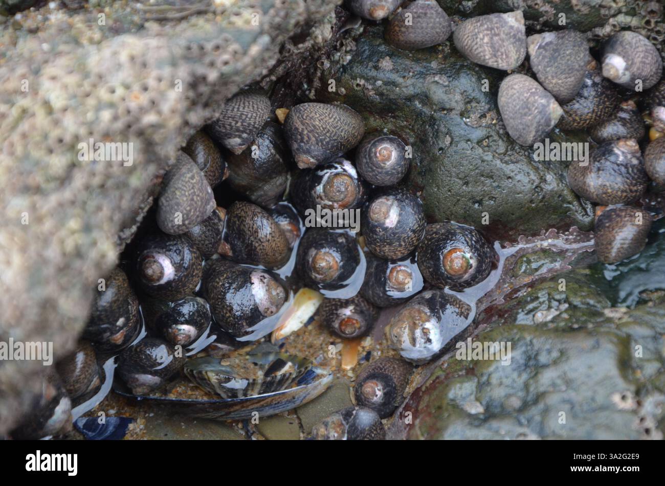 Un gruppo di unghie che vivono insieme in una piscina rocciosa Foto Stock