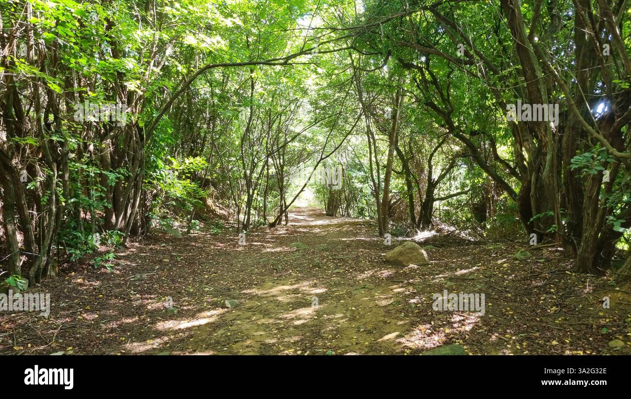 Un tranquillo sentiero nella foresta bagnato dalla luce del sole, circondato da lussureggianti vegetazioni - Immagine stock catturata con smartphone