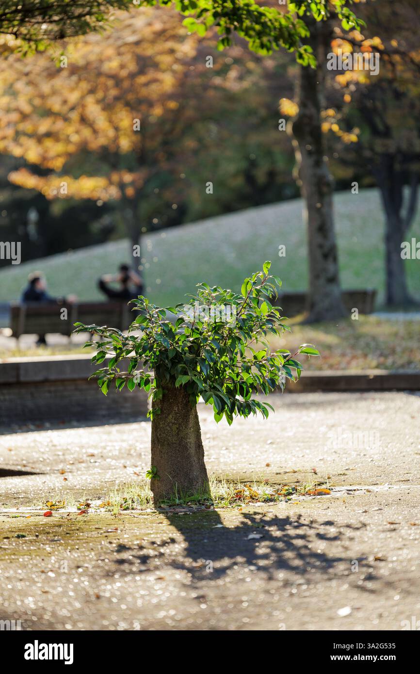La luce del sole pomeridiano esalta la scena di un parco autunnale con gli amici seduti su una panchina sullo sfondo bokeh, godendosi una rilassante conversazione pomeridiana. Foto Stock