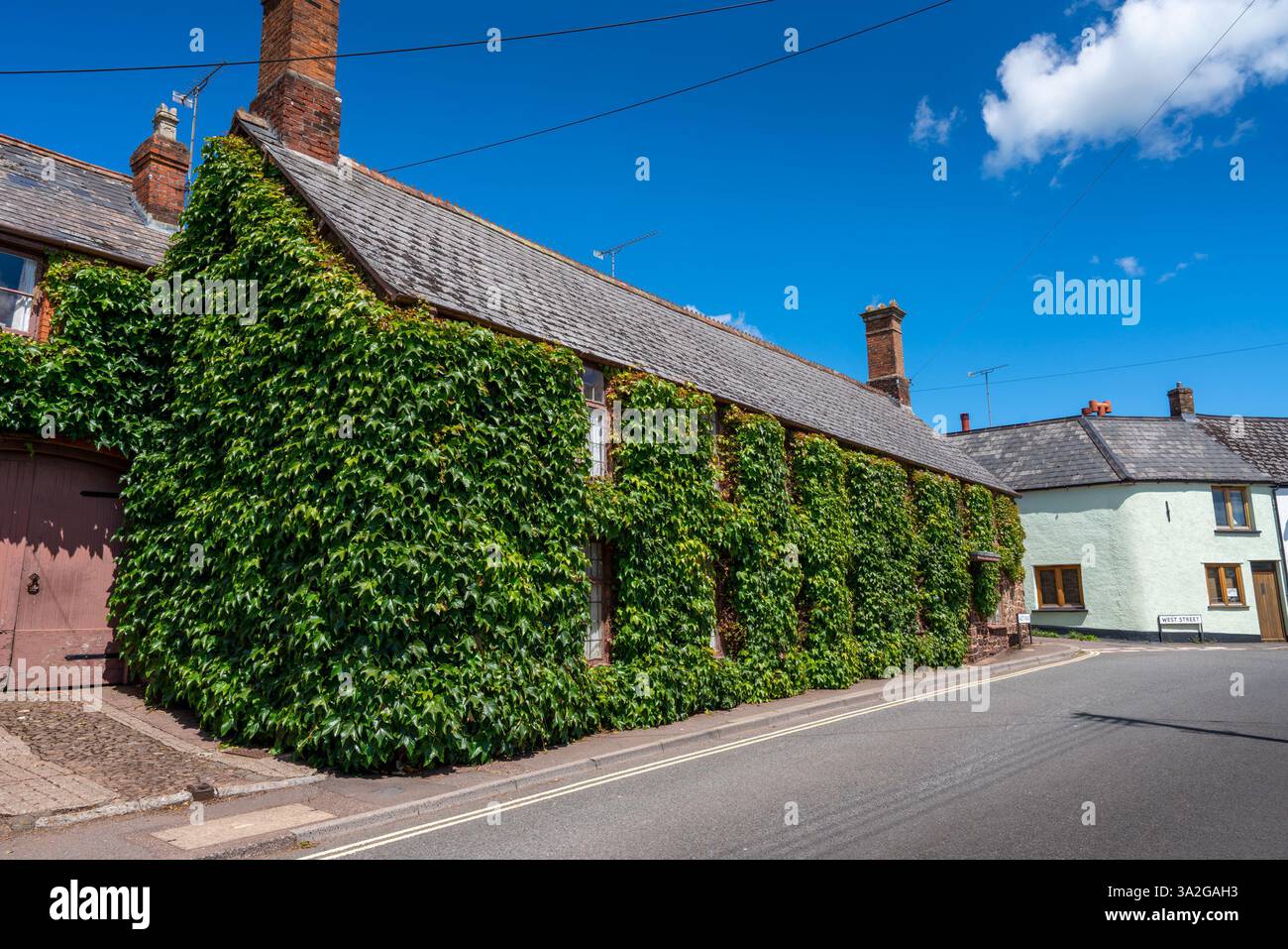 Casa a Wiveliscombe completamente coperta di edera nel sole estivo sotto il cielo blu Foto Stock