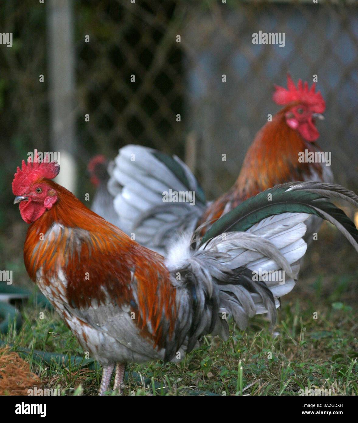 17 novembre 2005; ND, LA, USA; anche se nessun caso di influenza aviaria è stato trovato negli Stati Uniti, molti americani stanno cominciando ad avere paura di acquistare o possedere polli. Nella foto, i polli di proprietà privata si nutrono in un cortile di una residenza della Louisiana. L'influenza aviaria non è una minaccia immediata negli Stati Uniti e il Presidente Bush, anche se tardivamente, ha presentato una strategia per affrontare una pandemia di influenza aviaria. Ha elaborato un miliardo di piani federali per immagazzinare farmaci antivirali, ricostruire l'industria dei vaccini negli Stati Uniti, stimolare lo sviluppo di modi più veloci per produrre vaccini e migliorare la sorveglianza dell'influenza locale e la distribuzione dei vaccini. Mandatore Foto Stock