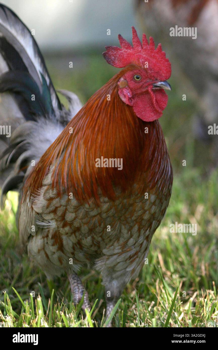 17 novembre 2005; ND, LA, USA; anche se nessun caso di influenza aviaria è stato trovato negli Stati Uniti, molti americani stanno cominciando ad avere paura di acquistare o possedere polli. Nella foto, i polli di proprietà privata si nutrono in un cortile di una residenza della Louisiana. L'influenza aviaria non è una minaccia immediata negli Stati Uniti e il Presidente Bush, anche se tardivamente, ha presentato una strategia per affrontare una pandemia di influenza aviaria. Ha elaborato un miliardo di piani federali per immagazzinare farmaci antivirali, ricostruire l'industria dei vaccini negli Stati Uniti, stimolare lo sviluppo di modi più veloci per produrre vaccini e migliorare la sorveglianza dell'influenza locale e la distribuzione dei vaccini. Mandatore Foto Stock