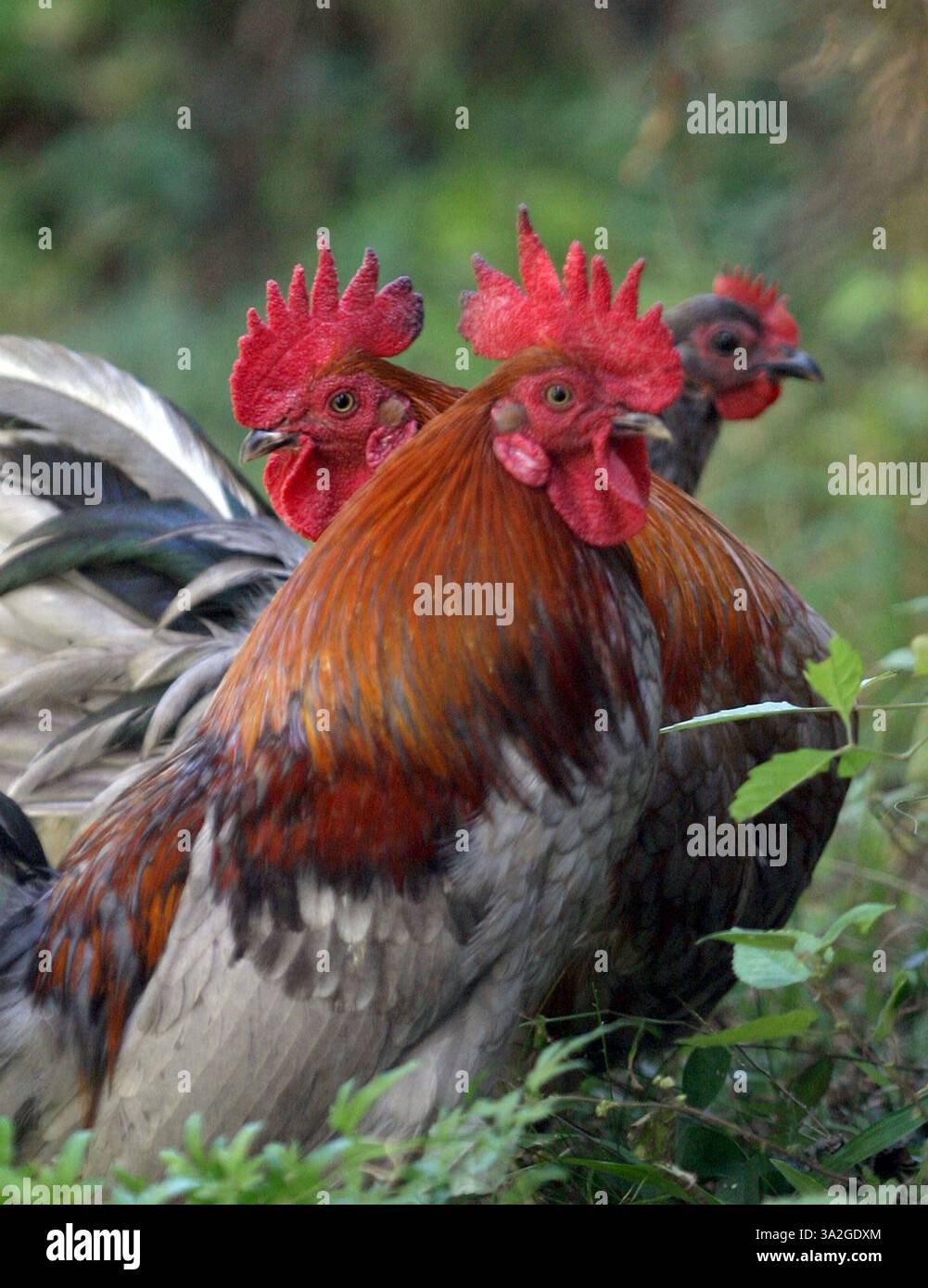 17 novembre 2005 - Louisiana, Stati Uniti - anche se non è stato trovato alcun caso di influenza aviaria negli Stati Uniti, molti americani stanno cominciando ad avere timori sull'acquisto o il possesso di polli. Nella foto, i polli di proprietà privata si nutrono in un cortile di una residenza della Louisiana. L'influenza aviaria non è una minaccia immediata negli Stati Uniti e il Presidente Bush, anche se tardivamente, ha presentato una strategia per affrontare una pandemia di influenza aviaria. Ha elaborato un piano federale da 7 miliardi di dollari per immagazzinare farmaci antivirali, ricostruire l'industria dei vaccini negli Stati Uniti, stimolare lo sviluppo di modi più veloci per produrre vaccini e migliorare la sorveglianza dell'influenza locale e la distribuzione dei vaccini. Foto Stock