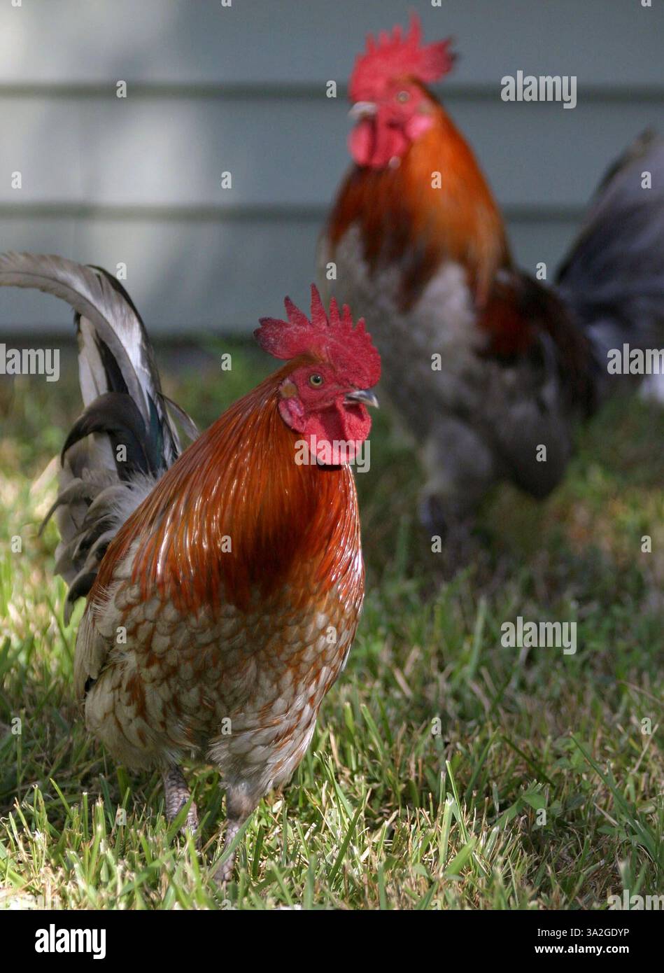 17 novembre 2005; ND, LA, USA; anche se nessun caso di influenza aviaria è stato trovato negli Stati Uniti, molti americani stanno cominciando ad avere paura di acquistare o possedere polli. Nella foto, i polli di proprietà privata si nutrono in un cortile di una residenza della Louisiana. L'influenza aviaria non è una minaccia immediata negli Stati Uniti e il Presidente Bush, anche se tardivamente, ha presentato una strategia per affrontare una pandemia di influenza aviaria. Ha elaborato un miliardo di piani federali per immagazzinare farmaci antivirali, ricostruire l'industria dei vaccini negli Stati Uniti, stimolare lo sviluppo di modi più veloci per produrre vaccini e migliorare la sorveglianza dell'influenza locale e la distribuzione dei vaccini. Mandatore Foto Stock