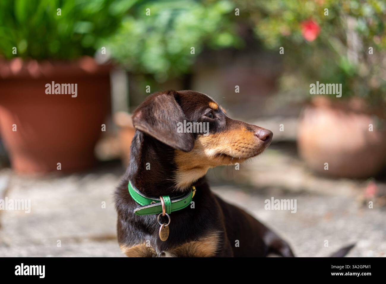 Elton, un cane della pomerania che si incrocia tra le dacche seduto per la macchina fotografica al sole Foto Stock