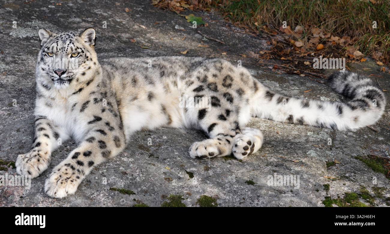 Leopardo delle nevi Foto Stock