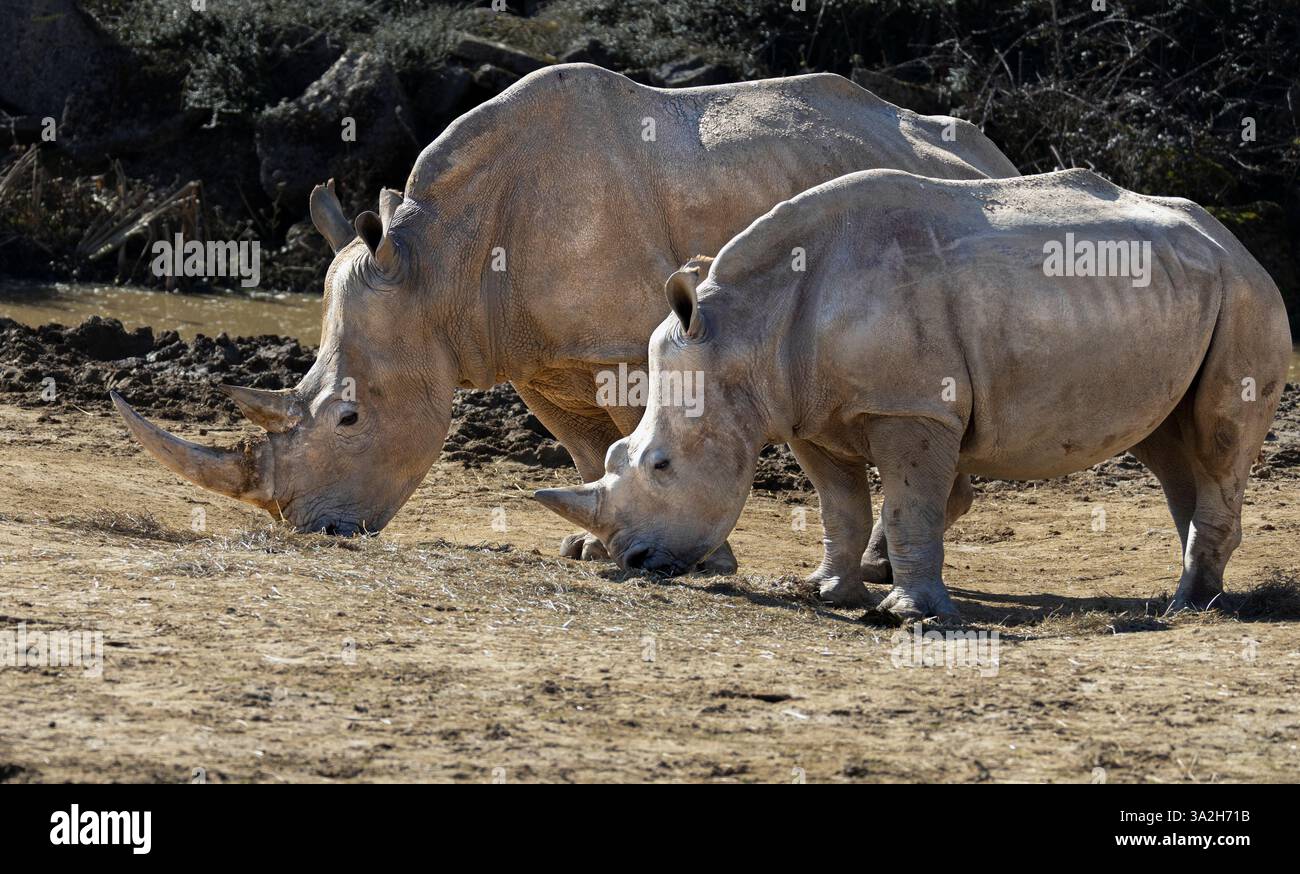 Rinoceronte bianco del sud Foto Stock