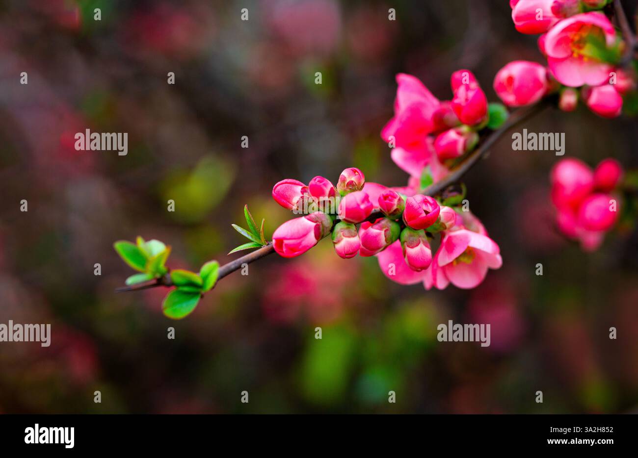 Ramo fiorito con fiori scarlatti di cotogna. Fioritura della cotogna giapponese (Chaenomeles) nella stagione primaverile. Bellissimi fiori rossi Foto Stock