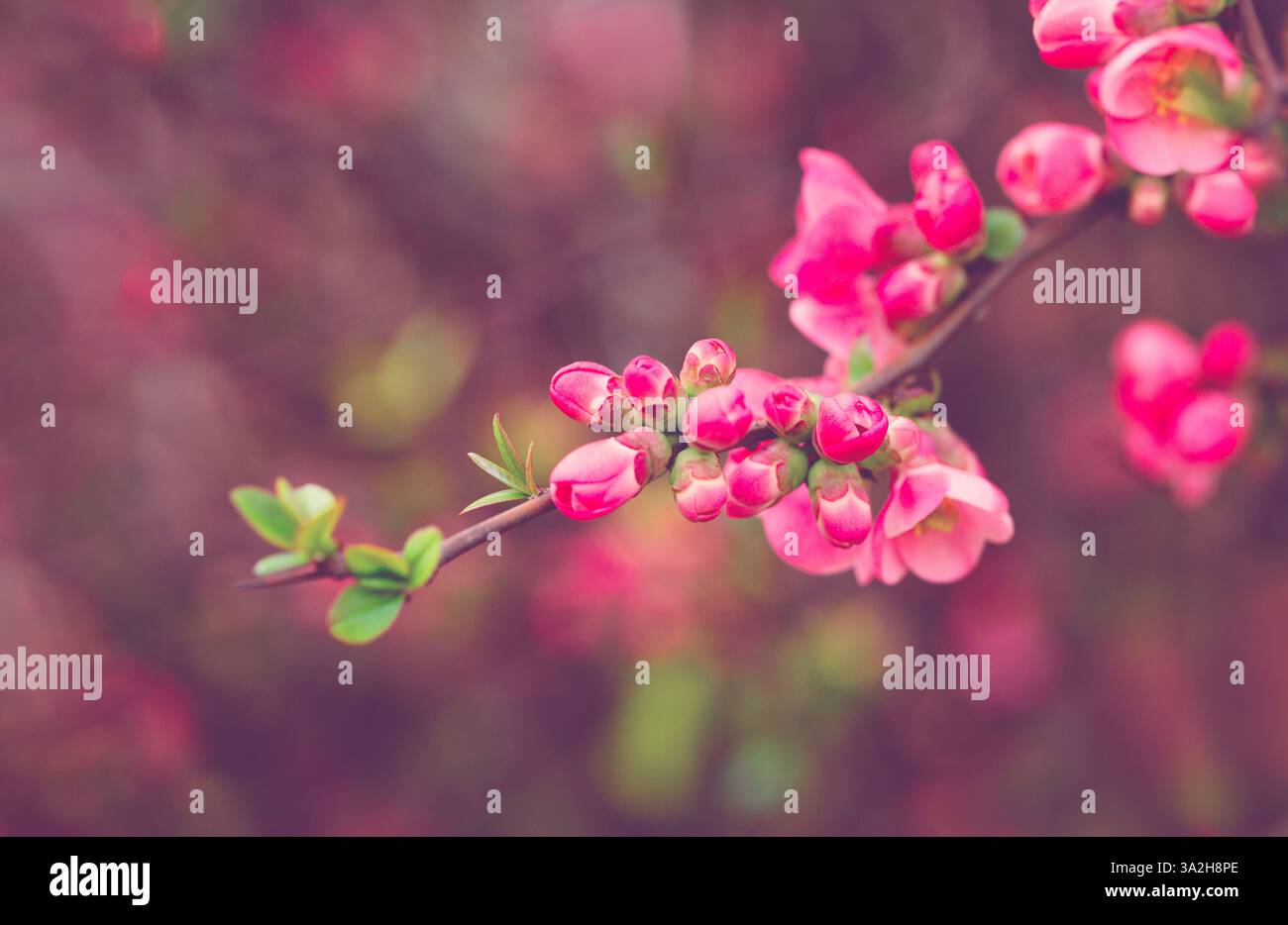 Fiori rossi primaverili sui rami fioriti chaenomeles speciosa (fiori cinesi di cotogna). Romantico e tranquillo tonificio vintage Foto Stock