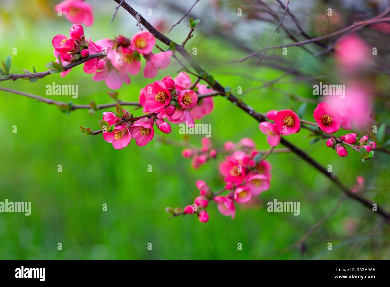 Fiori rossi luminosi su un ramo della cotogna giapponese su uno sfondo verde sfocato nel giardino primaverile. Chaenomeles di varietà Nicoline Foto Stock
