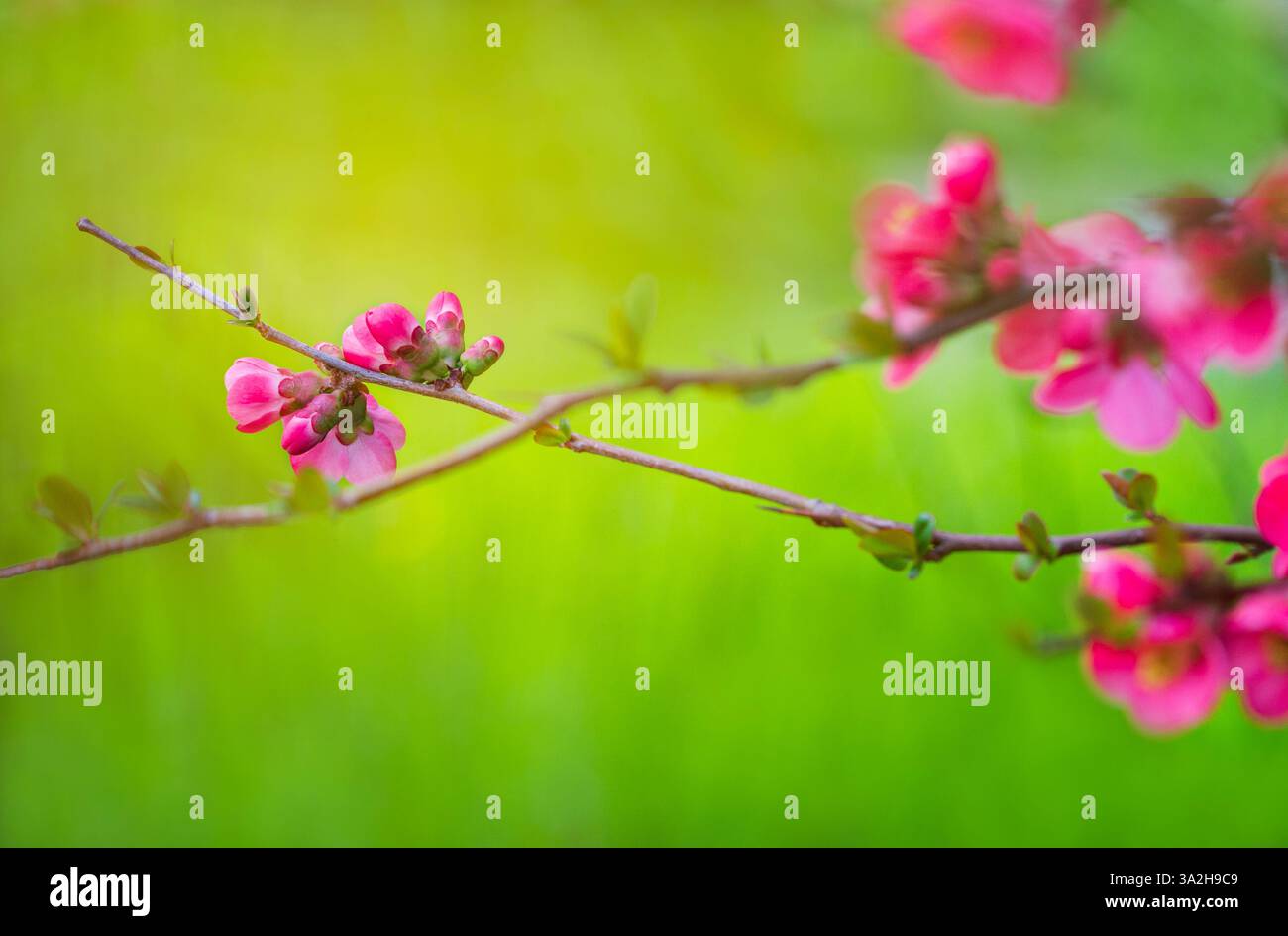 Fiori rossi luminosi su un ramo della cotogna giapponese su uno sfondo verde sfocato nel giardino primaverile. Chaenomeles di varietà Nicoline primo piano Foto Stock