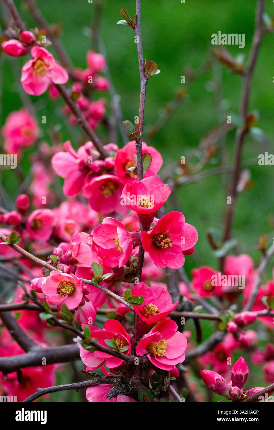 Guince fiorite o cespuglio di chaenomeles japonica in primavera. fiori rossi su un ramo su sfondo sfocato primaverile Foto Stock