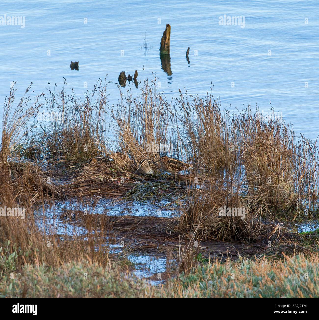 coppia di cecchini Foto Stock