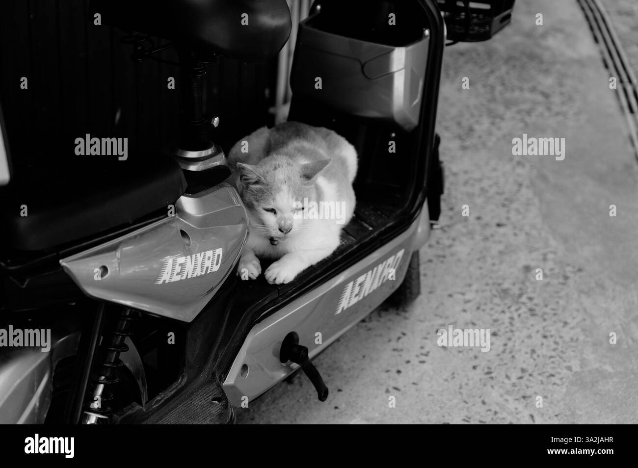 Un gatto randagio sdraiato su uno scooter parcheggiato Foto Stock