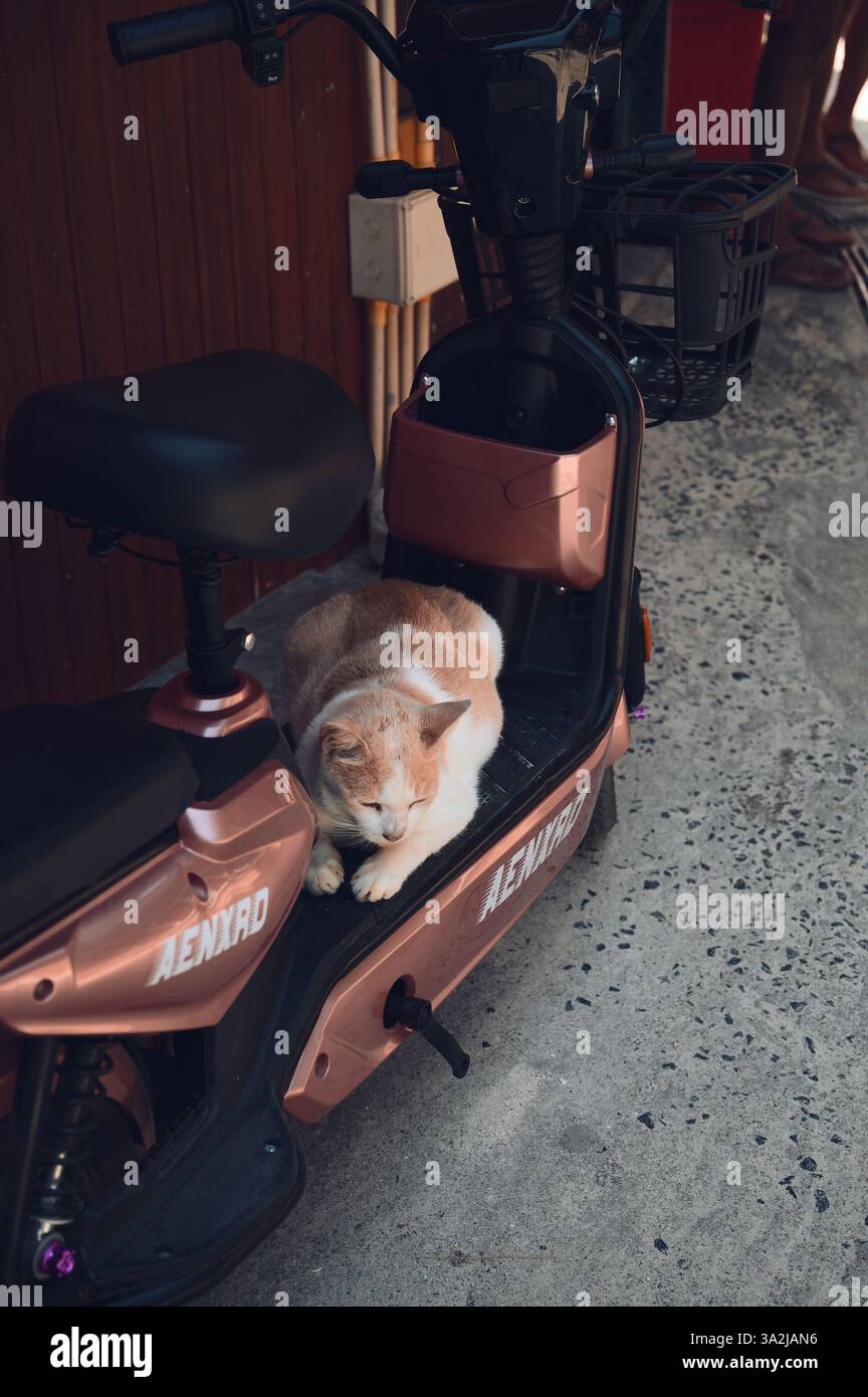 Un gatto randagio bianco e color crema suona su uno scooter oro rosa Foto Stock