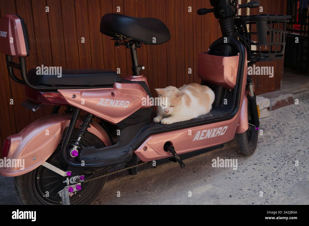 Un gatto rilassato sdraiato su uno scooter parcheggiato color pesca Foto Stock Un gatto rilassato sdraiato su uno scooter parcheggiato color pesca Foto Stock