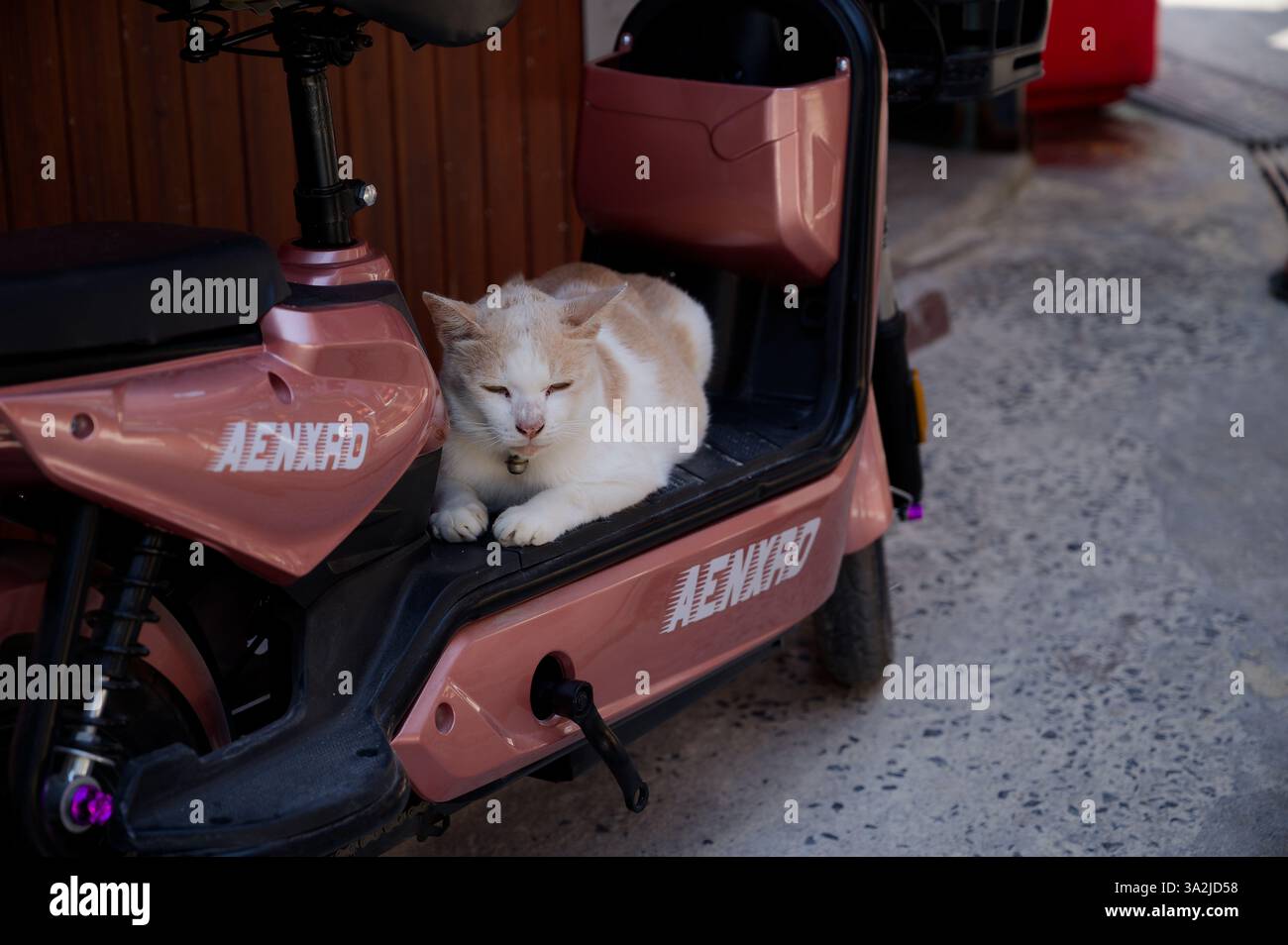 Un gatto rilassato si riposa su uno scooter parcheggiato, godendosi un caldo pomeriggio nelle strade tranquille Foto Stock