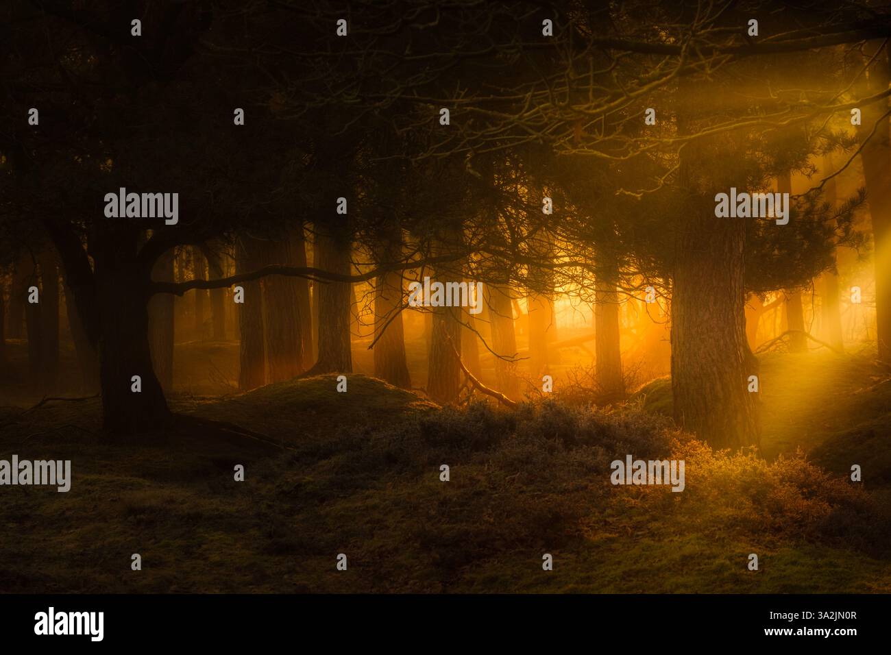 Luce del sole dorata all'alba con nebbia e nebbia nella foresta di Drenthe, Paesi Bassi Foto Stock Luce del sole dorata all'alba con nebbia e nebbia nella foresta di Drenthe, Paesi Bassi Foto Stock