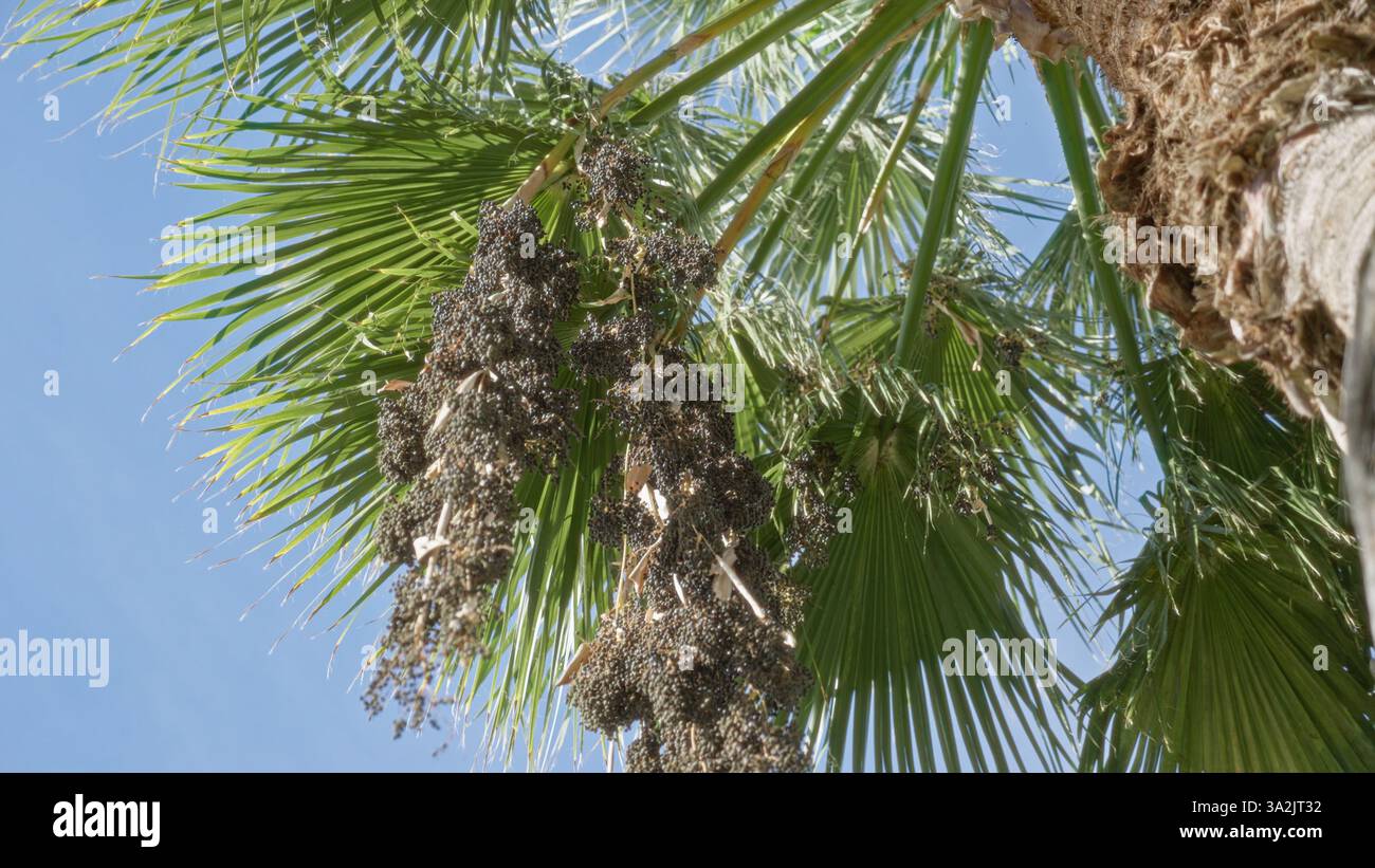 Palme nella soleggiata cornice esterna di murcia, spagna, presentano foglie verdi lussureggianti e grappoli di frutta matura contro un cielo azzurro limpido, che mostra un medit Foto Stock