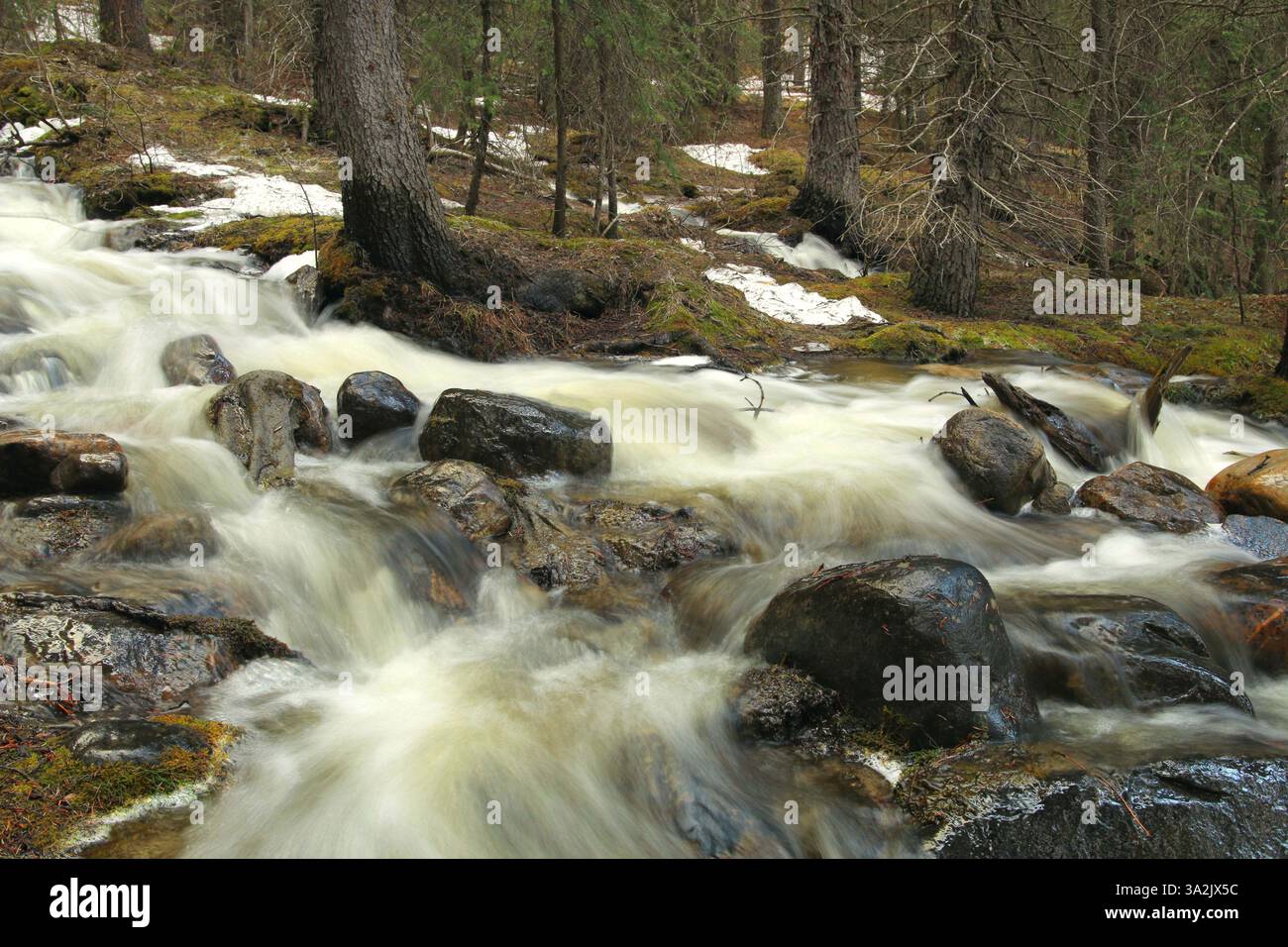 20 maggio 2014 - Calgary, AB, Canada - Outlet Creek schiude tra gli alberi nella valle del fiume Bow vicino a Lake Louise, alta, martedì 20 maggio 2014. La primavera arriva molto lentamente ad altitudini elevate. Mike Drew/Calgary Sun/QMI Agency (immagine di credito: © Mike Drew/QMI Agency/ZUMAPRESS.com) Foto Stock