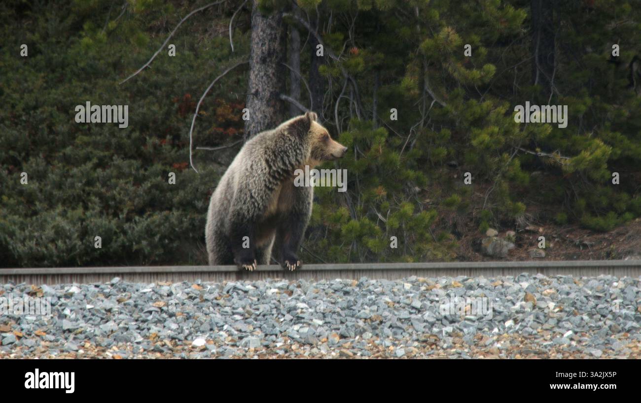 20 maggio 2014 - Calgary, AB, Canada - Un grizzly cerca spuntini lungo i binari appena ad ovest di Lake Louise, alta, martedì 20 maggio 2014. L'orso ha sentito un treno arrivare e si è tolto di mezzo in fretta. Mike Drew/Calgary Sun/QMI Agency (immagine di credito: © Mike Drew/QMI Agency/ZUMAPRESS.com) Foto Stock