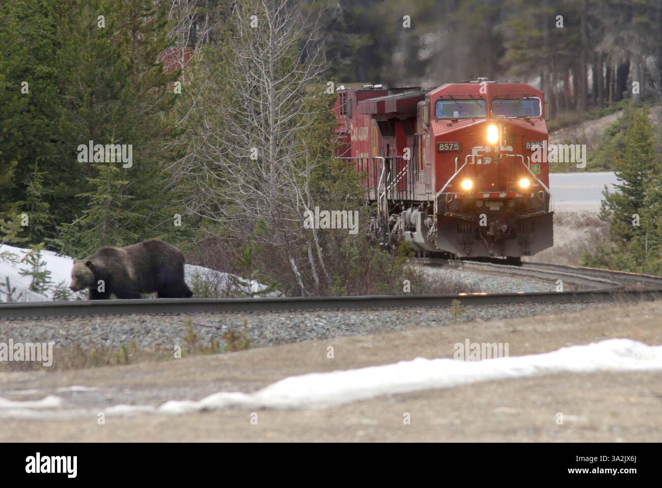 20 maggio 2014 - Calgary, AB, Canada - Un grizzly con l'etichetta auricolare 136 - soprannominato Split Lip - esce dai binari davanti a un treno in arrivo appena a ovest di Lake Louise, alta, martedì 20 maggio 2014. Mike Drew/Calgary Sun/QMI Agency (immagine di credito: © Mike Drew/QMI Agency/ZUMAPRESS.com) Foto Stock
