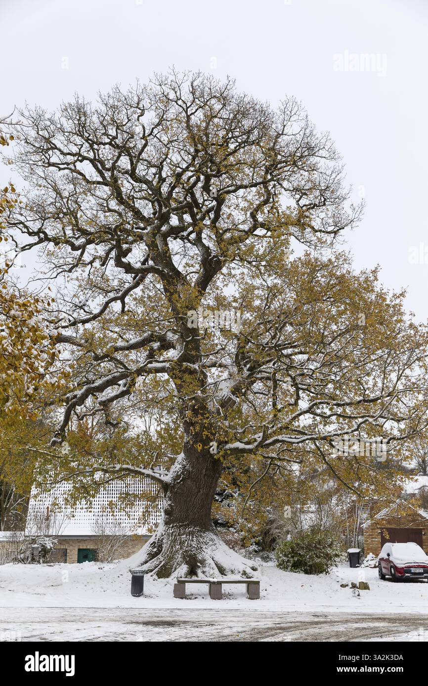 Monumento naturale, quercia di mugnaio nella neve, quercia vecchia (quercus), Kluetz, Meclemburgo-Pomerania occidentale, Germania, Europa Foto Stock