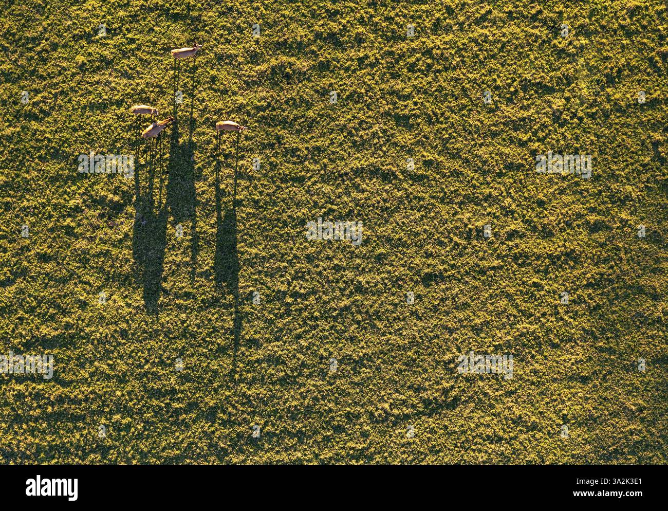 Colpo di drone, dall'alto, Dama Dama, gruppo di cervi inattivi che proietta lunghe ombre su un prato, Mondseeland, Salzkammergut, alta Austria, Austria, Europa Foto Stock