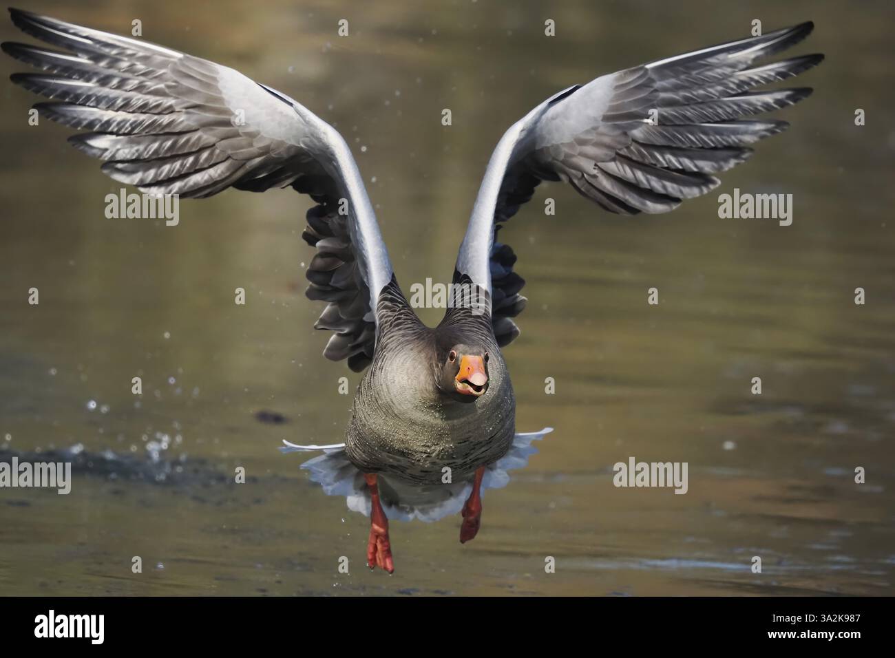 Un'oca grigia (Anser anser) in volo sull'acqua con ali spalmate, vista frontale, Assia, Germania, Europa Foto Stock