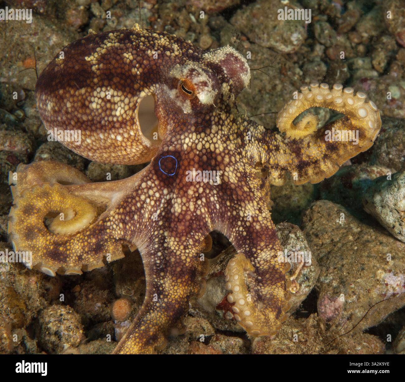 Polpo a due anelli (Amphioctopus mototi) con anello blu chiaramente visibile sul lato della testa, calamari, polpo con morso altamente velenoso, m velenoso Foto Stock
