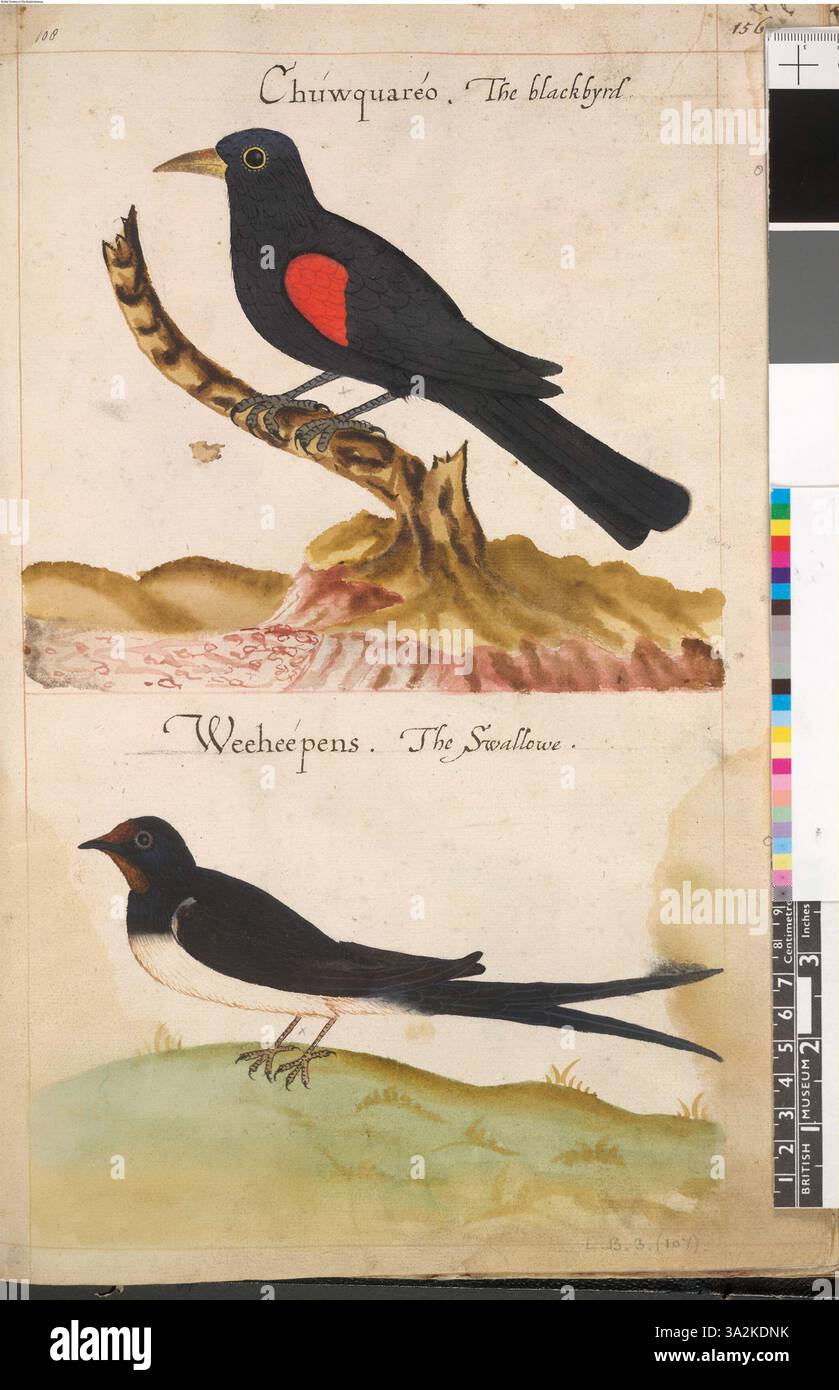 Questa illustrazione, associata a John White, presenta l'ala rossa orientale e l'American Barn Swallow, con attenzione ai loro segni e caratteristiche distintive. Foto Stock Questa illustrazione, associata a John White, presenta l'ala rossa orientale e l'American Barn Swallow, con attenzione ai loro segni e caratteristiche distintive. Foto Stock