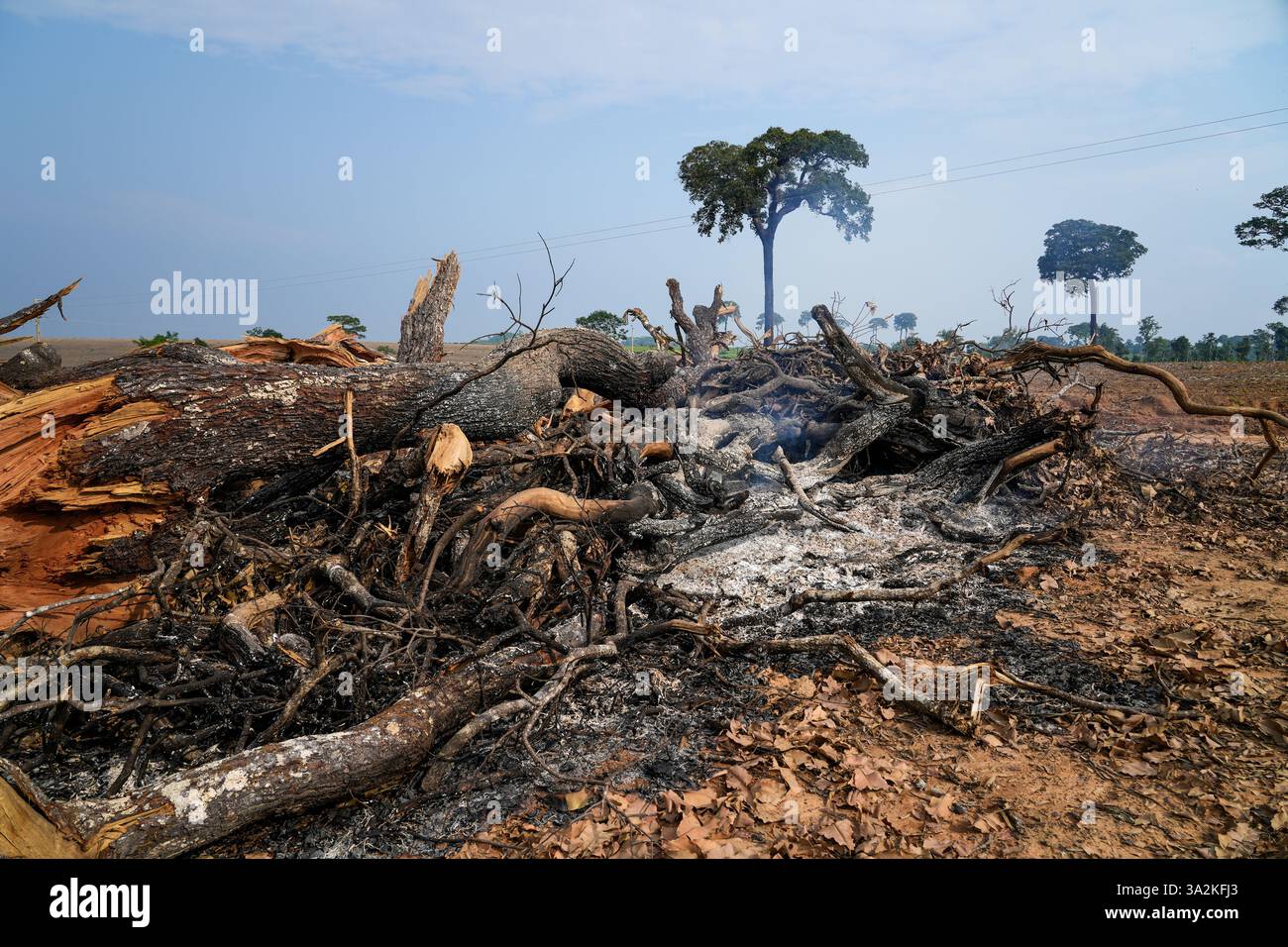 Il gigante albero di noce di Bertholletia excelsa bruciato, un crimine di deforestazione nella foresta pluviale amazzonica in Brasile. Concetto di biodiversità, ambiente, natura, globale. Foto Stock