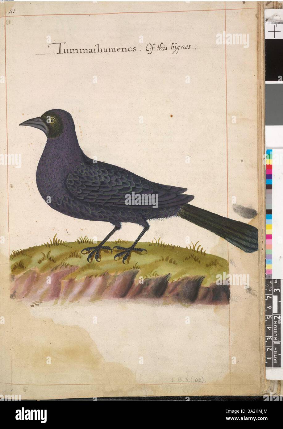 Questo disegno raffigura il Grillo viola (Quisqualus quiscula), creato dopo l'osservazione dettagliata dell'uccello da parte di John White nel suo volume di 113 illustrazioni sulla fauna selvatica americana. Foto Stock Questo disegno raffigura il Grillo viola (Quisqualus quiscula), creato dopo l'osservazione dettagliata dell'uccello da parte di John White nel suo volume di 113 illustrazioni sulla fauna selvatica americana. Foto Stock