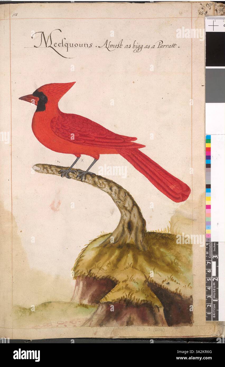 Questa illustrazione, associata a John White, raffigura un Cardinale, che mostra il suo piumaggio rosso vivo e le caratteristiche distintive. Foto Stock Questa illustrazione, associata a John White, raffigura un Cardinale, che mostra il suo piumaggio rosso vivo e le caratteristiche distintive. Foto Stock