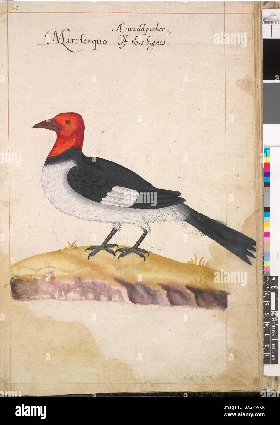 Questa opera d'arte presenta il picchio dalla testa rossa (Melanerpes erythrocephalus Linn), meticolosamente disegnato dopo il lavoro originale di John White, catturando il vivace piumaggio e l'habitat naturale dell'uccello. Foto Stock Questa opera d'arte presenta il picchio dalla testa rossa (Melanerpes erythrocephalus Linn), meticolosamente disegnato dopo il lavoro originale di John White, catturando il vivace piumaggio e l'habitat naturale dell'uccello. Foto Stock