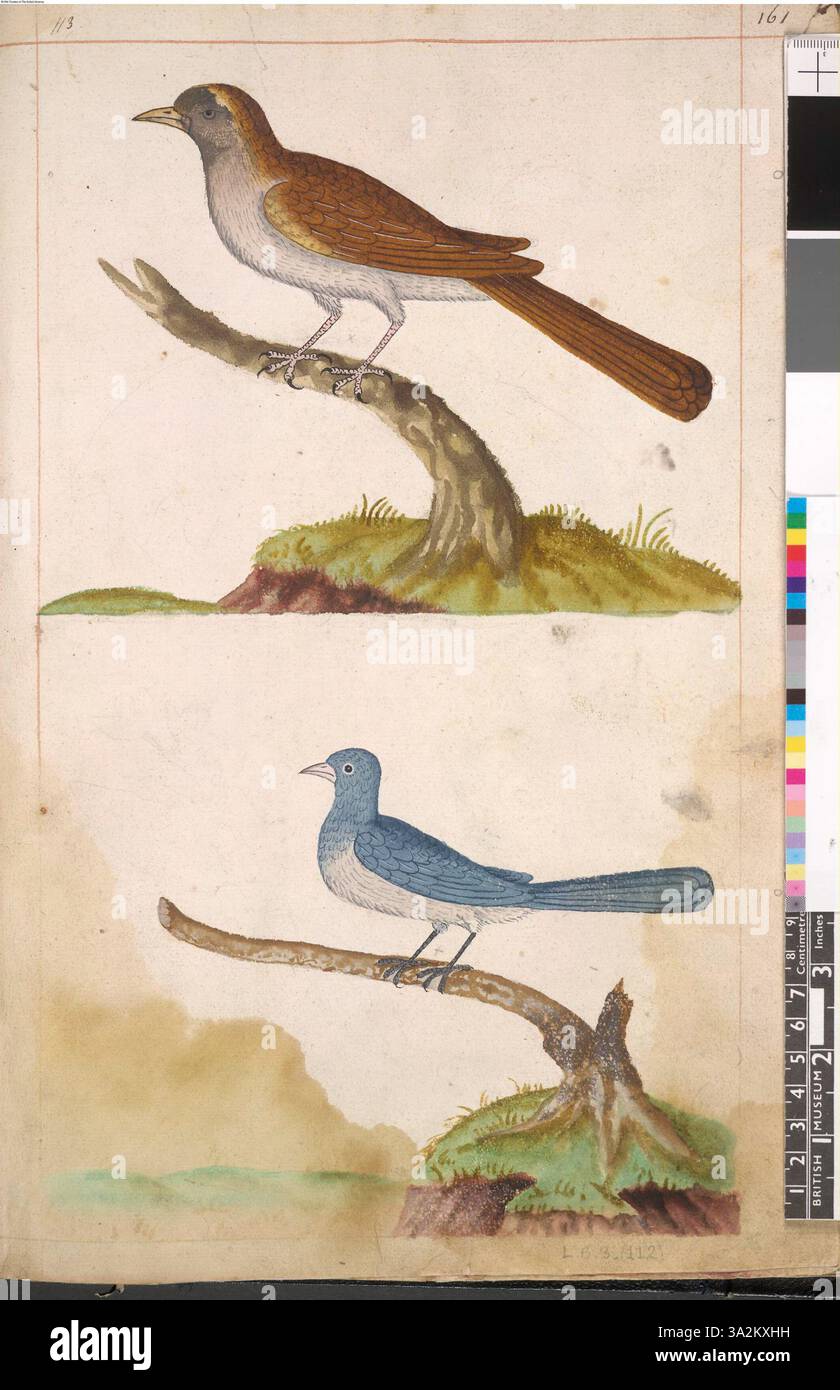 Questa illustrazione, associata a John White, raffigura un cucù e uno Junco, mostrando i due uccelli con le loro caratteristiche. Foto Stock Questa illustrazione, associata a John White, raffigura un cucù e uno Junco, mostrando i due uccelli con le loro caratteristiche. Foto Stock