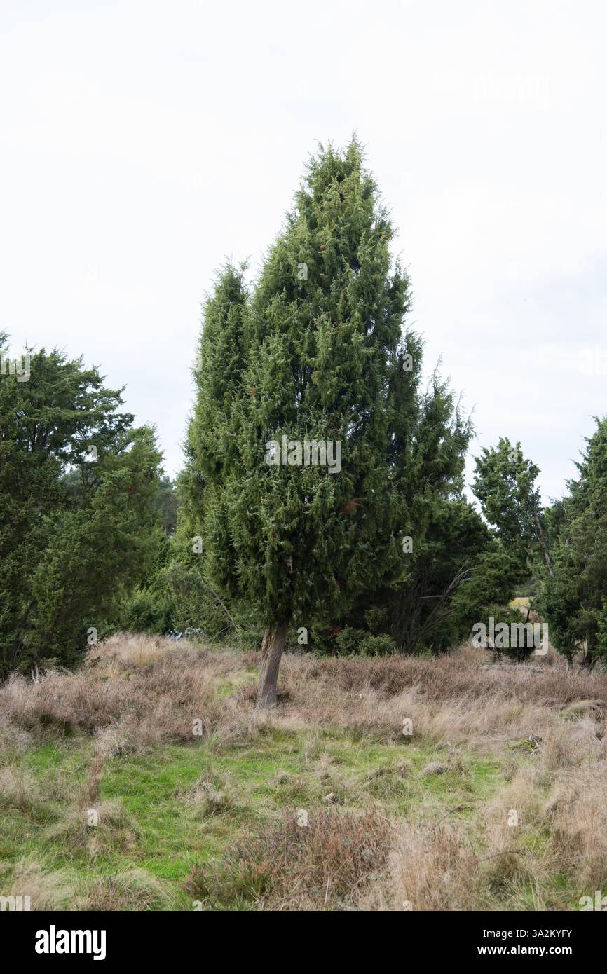 Ginepro comune (Juniperus communis), fotografia di paesaggio della brughiera dei ginepri, boschetto di ginepro, riserva naturale di Windelberg, bassa Sassonia Foto Stock