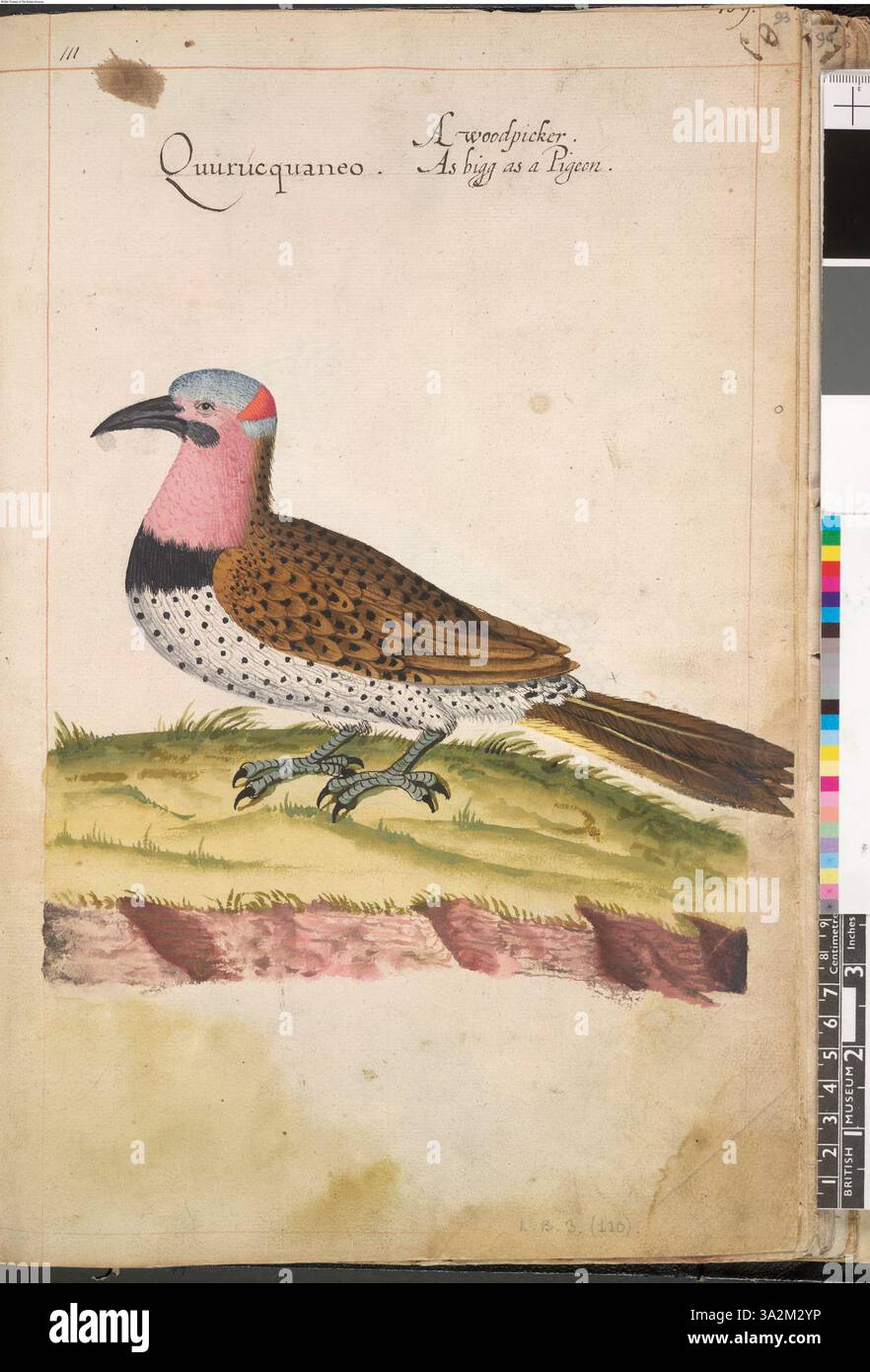 Questa opera d'arte ritrae un uccello del Northern Flicker (Colaptes auratus luteus), disegnato dopo il lavoro originale di John White in un volume di 113 disegni. L'illustrazione riflette le sue osservazioni naturaliste sulla fauna americana. Foto Stock Questa opera d'arte ritrae un uccello del Northern Flicker (Colaptes auratus luteus), disegnato dopo il lavoro originale di John White in un volume di 113 disegni. L'illustrazione riflette le sue osservazioni naturaliste sulla fauna americana. Foto Stock